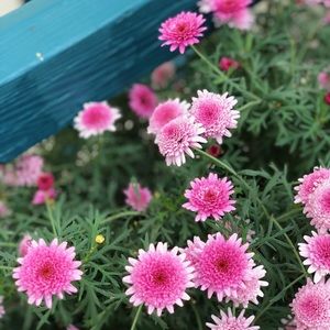 Meet your Posher, Violet